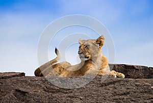 Lions on african savannah in Masai mara