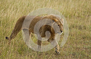 Lions on african savannah in Masai mara photo