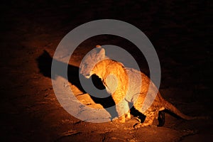 A Lions baby Panthera leo drops to the dry sand in the dark night