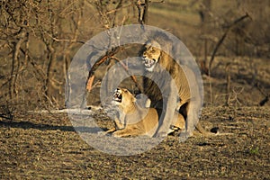 Lions breeding South Africa