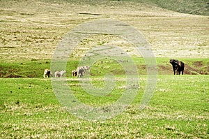 The Lions and Buffalo