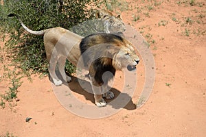 Lions in bushveld, Namibia