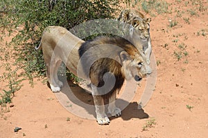 Lions in bushveld, Namibia