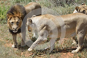 Lions in bushveld, Namibia