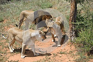 Lions in bushveld, Namibia