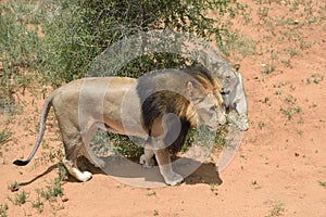 Lions in bushveld, Namibia