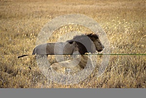 Lions couple