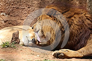 Lions couple photo