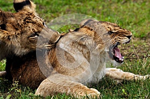 Lions in courtship game