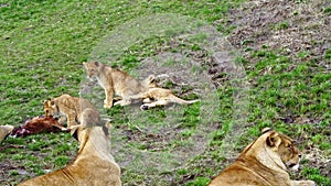 Lions with cubs