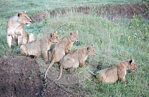 lions with cubs