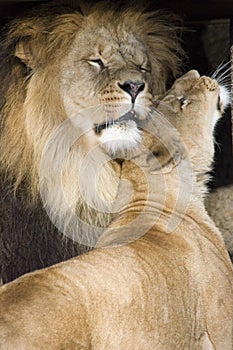 Lions cuddling