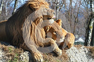 Lions cuople