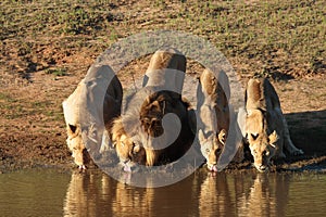 Lions drinking photo