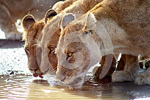 Lions drinking