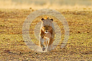 Lions drinking water. Portrait of pair of African lions, Panthera leo, detail of big animals, Kruger National Park South Africa.