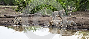 Lions drinking at a waterhole in Botswana