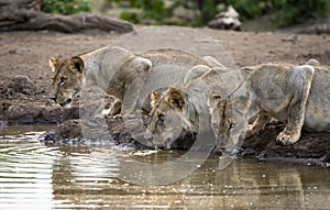 Lions drinking at a waterhole in Botswana