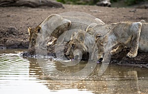 Lions drinking at a waterhole in Botswana