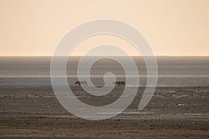 Lions in the sand dunes of the Etosha pan, Namibia, Africa