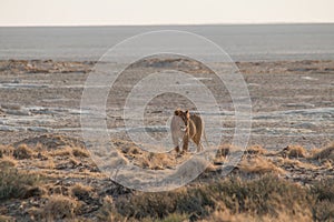 Lions in the sand dunes of the Etosha pan, Namibia, Africa