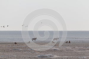 Lions in the sand dunes of the Etosha pan, Namibia, Africa