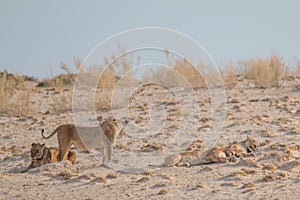 Lions in the sand dunes of the Etosha pan, Namibia, Africa