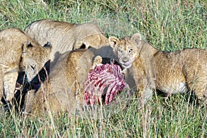 Lions eating the Prey, mother lion and cubs eat a zebra in the Serengeti, Tanzania, Africa