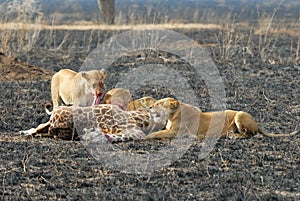 Lions eating a prey, Serengeti National Park, Tanzania