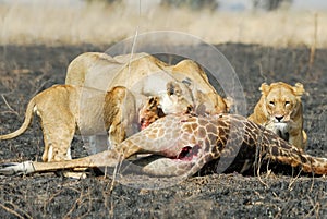 Lions eating a prey, Serengeti National Park, Tanzania