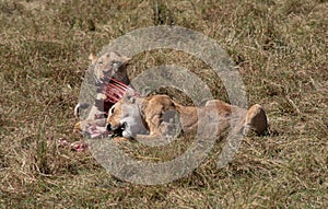 Lions eating zebra