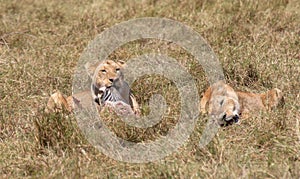 Lions eating zebra