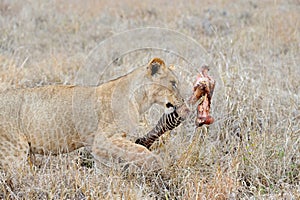 Lions eating a zebra