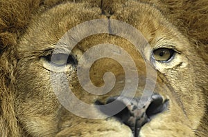 Levy oči 