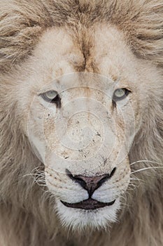 Lions face up close