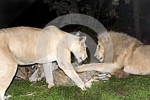 Lions and a fake zebra