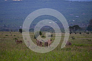 The lions family goes hunting at sunset, Tsavo East, Kenya
