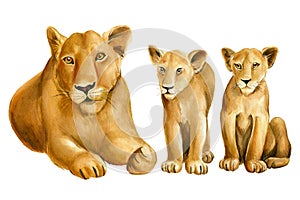 Lions family on isolated white background watercolor botanical painting