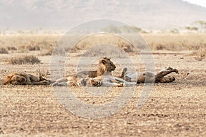 Lions family resting in Serengeti National Park