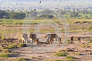 Lions family. Savannah with animals. Amboseli.