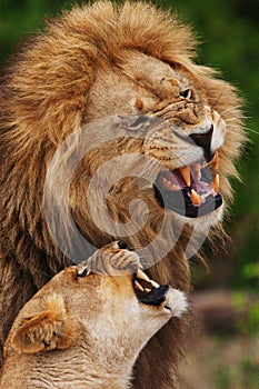 Lions family in savannah in tanzania