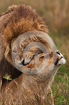 Lions family in savannah in tanzania