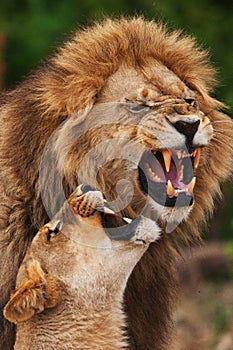 Lions family in savannah in tanzania