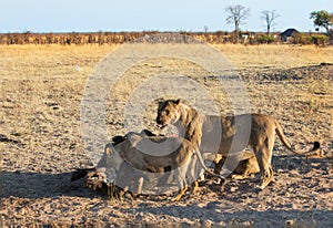 Lions feasting on a recent kill on the open African Plains