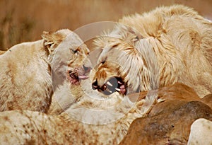 Lions Feeding