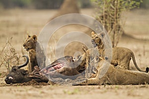 Lions feeding on a kill