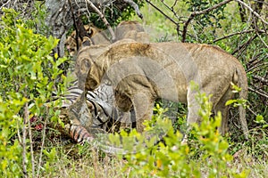 Lions feeding on kill in South Africa