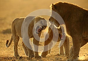 Lions fighting