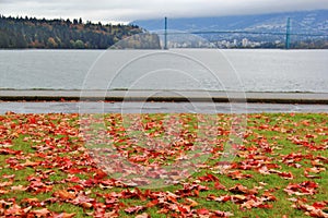 Lions Gate Bridge, Fall Color, Autumn leaves, City Landscape in Stanley Paark, Downtown Vancouver, British Columbia