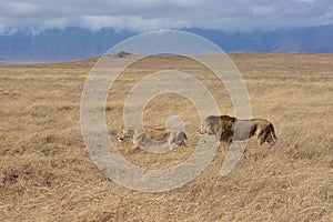 Lion honeymooning in the Ngorongoro Crater of Tanzania photo